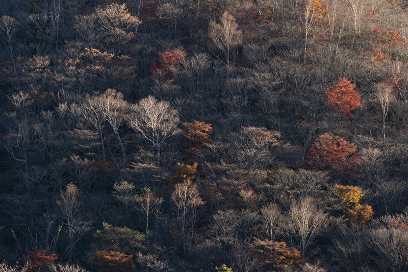 Diverse Setting - Mountains and Forest